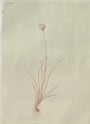 Drawing of the Outline of Hare's-tail Cottongrass (Eriophorum vaginatum), from the Engraving in the Floræ Danicæ