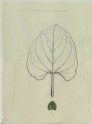 Enlarged Outline of a Violet Leaf, with a life-size Leaf below