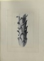 Engraving of John Ruskin's Drawing of a small Branch of Scots Pine, enlarged