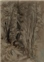 Rough Sketch of Tree Growth: Macugnaga