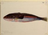 A Study of a Fish