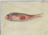 A Study of a Red Mullet