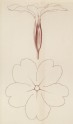 Recto: Two Enlarged Studies of a Primrose. Verso: A reconstruction of a carved Shield, from the north Aisle of Westminster Abbey