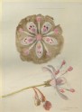 Two Studies of a Flower of Kidney-Leaved London Pride ('Francesca Geum')