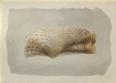 Recto: Study of a Shell. Verso: Two Diagrams of Cylinders drawn in Perspective