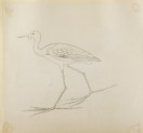 Drawing of an Egyptian Painting of a Bird