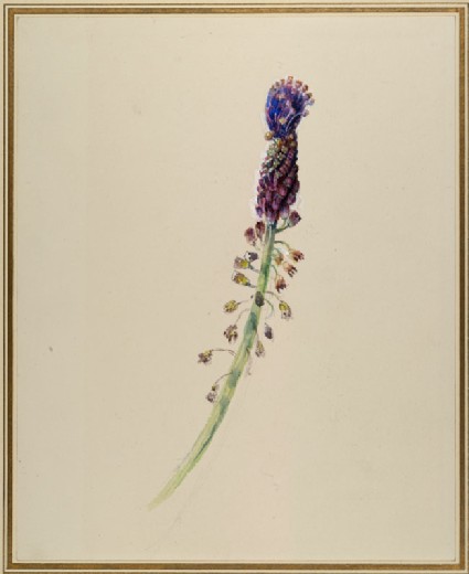Ruskin's Catalogues