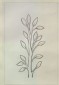 Ruskin, John - Enlarged Drawing of Apollo's Laurel Sceptre in the Engraving from the so-called 