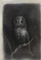 Burgess, Arthur - Owl, copied from a Photograph of Mantegna's Fresco of 