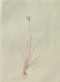 Ruskin, John - Drawing of the Outline of Hare's-tail Cottongrass (Eriophorum vaginatum), from the Engraving in the Floræ Danicæ