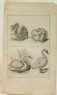 H.K. - Four Studies of Swans