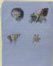 Ruskin, John - Recto: Four Studies of Clover Blossoms
