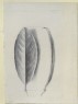 Ruskin, John - Laurel Leaf, seen Underneath and in Profile