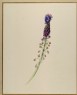 Ruskin, John - Asphodel ('Wild Hyacinth of Jura')