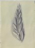Ruskin, John - Study of a Laurel Leaf from a Greek Coin