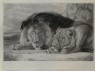 Lewis, John Frederick - Lion and Lioness