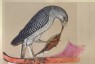 Ruskin, John - Drawing of a Falcon in the Ormesby Psalter