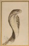 Ruskin, John - Profile of a Cobra, drawn from Life