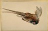 Turner, Joseph Mallord William - Sketch of a Pheasant