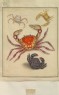 Donovan, Edward - Crustacea: Genus Cancer, Genus Dorippe, Genus Dormio