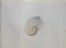 Ruskin, John - Study of a Paper Nautilus Shell