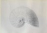 Ruskin, John - Enlarged Study of a Haliotis Shell; Verso: A rough Outline of a Haliotis Shell (verso)
