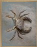 Ruskin, John - Study of a Velvet Crab