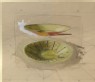 Ruskin, John - Perspective Study of two shallow Dishes