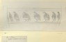 Burgess, Arthur - Perspective Study: Birds in Procession on a Greek Vase