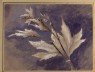 Ruskin, John - Study of Young Leaves of Plane, in Light and Shade