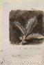 Ruskin, John - Finished Study of Agrimony Leaves