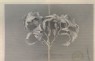 Armytage, James Charles - Engraving of John Ruskin's Drawing of the Dryad's Crown: Oak Leaves in Autumn