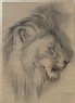 Burgess, Arthur - Enlarged Drawing of John Ruskin's "Sketch of the Head of a living Lion"