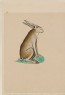 Drawing of a Hare from the Ormesby Psalter