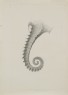 Ruskin, John - Recto: Enlarged Study of the Tail of a Sea-horse.
