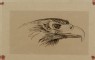 Ruskin, John - Sketch of the head of a living eagle
