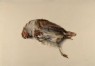 Ruskin, John - Study of the Plumage of a Partridge