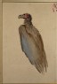 Marks, Henry Stacy - Study of a Vulture