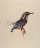 Ruskin, John - Study of a Kingfisher, with dominant Reference to Colour