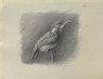 Ruskin, John - Study of a Kingfisher, with dominant Reference to Shade