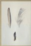 Ruskin, John - Enlaged Studies of the Feathers of a Kingfisher's Wing and Head, and a Study of a Group of the Wing Feathers, real Size