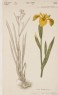 unidentified - The Golden Iris (Iris Pseudo-acorus) (from the Floræ Danicæ)