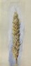 Ruskin, John - Study of an Ear of Wheat: Side View, magnified