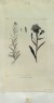 unidentified - The Alpine Sawwort (Serratula alpina) (from the Floræ Danicæ)