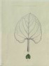 Ruskin, John - Enlarged Outline of a Violet Leaf, with a life-size Leaf below