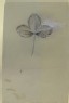 Ruskin, John - Quick Sketch of a Strawberry Leaf